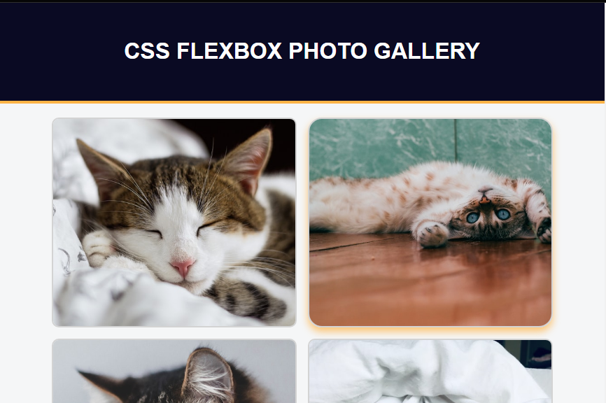 Collection of Cat Photos